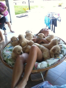 puppy-pile